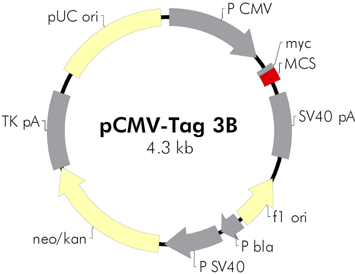 pCMV- Tag 3B - Click Image to Close